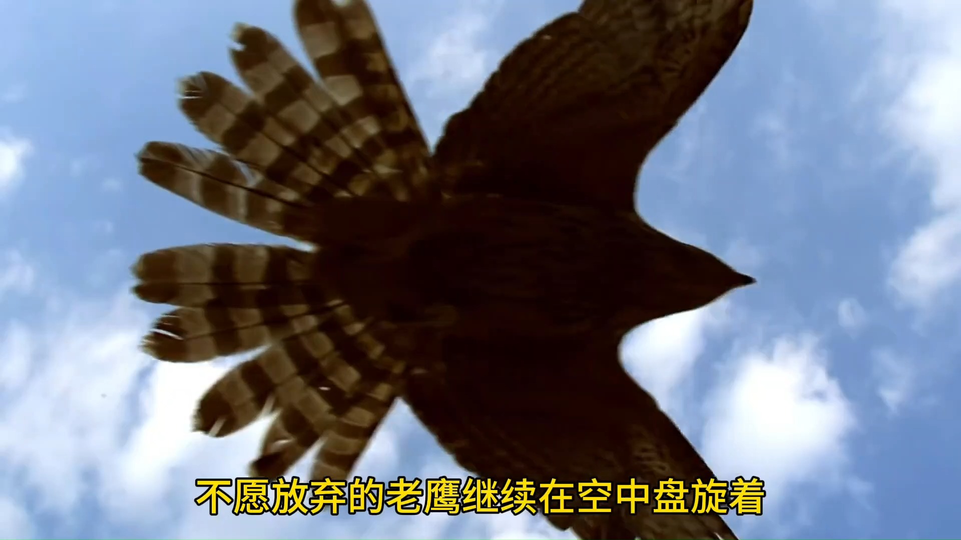 老鹰表现不佳，寻找突破口
